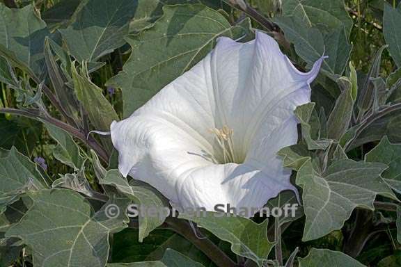 datura wrightii 3 graphic